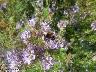 htm/foto/f_n_100_2518