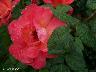 htm/foto/f_n_100_2799