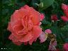 htm/foto/f_n_100_2800