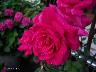 htm/foto/f_n_100_2817