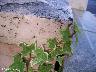 htm/foto/f_n_100_2824