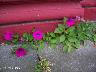 htm/foto/f_n_100_2977