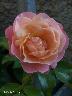 htm/foto/f_n_100_3045