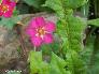 htm/foto/f_n_100_3046