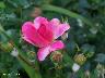 htm/foto/f_n_100_3056