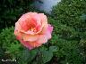 htm/foto/f_n_100_3075