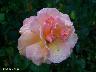 htm/foto/f_n_100_3084