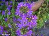 htm/foto/f_n_100_3093