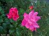 htm/foto/f_n_100_3178