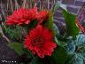 htm/foto/f_n_100_3309
