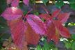 htm/foto/f_n_100_4976