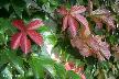 htm/foto/f_n_100_4978