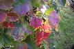 htm/foto/f_n_100_4980
