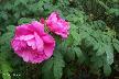 htm/foto/f_n_100_5006