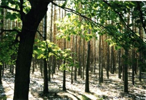 f_n_1999_wald_001