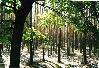 htm/foto/f_n_1999_wald_001