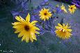 htm/foto/f_n_2006_100_4877