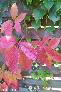 htm/foto/f_n_2006_100_4975