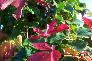f_n_2006_100_5042