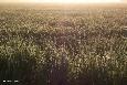 f_n_2006_100_5073