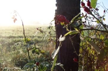 f_n_2006_100_5090