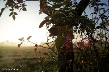 f_n_2006_100_5093