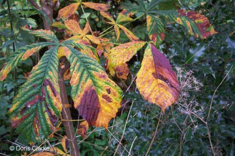 f_n_2007_100_5394