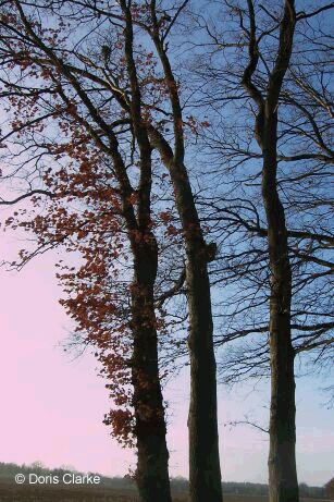f_n_2007_100_6884