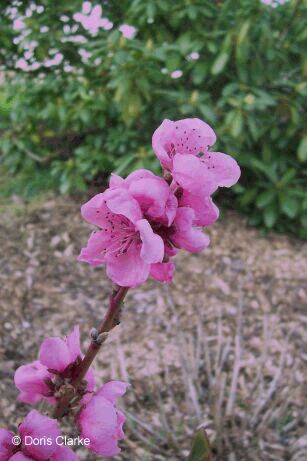 f_n_2007_100_7631