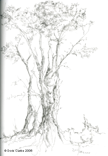 living tree