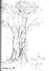 living tree