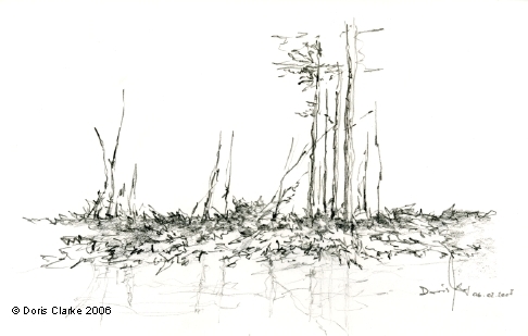 marshland