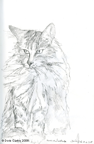 Nordische Waldkatze